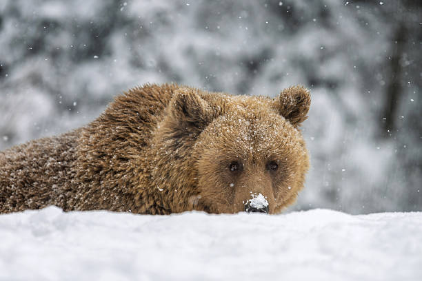 A bear lies on the ground covered in snow. Snowflakes fall around as the bear looks forward. The scene shows a winter forest with trees in the background.