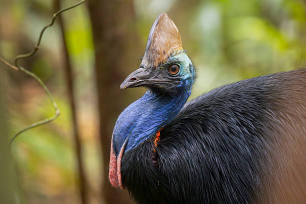 Taxon name: Southern Cassowary (male)Taxon scientific name: Casuarius casuariusLocation: Atherton Tableland, Queensland, Australia
