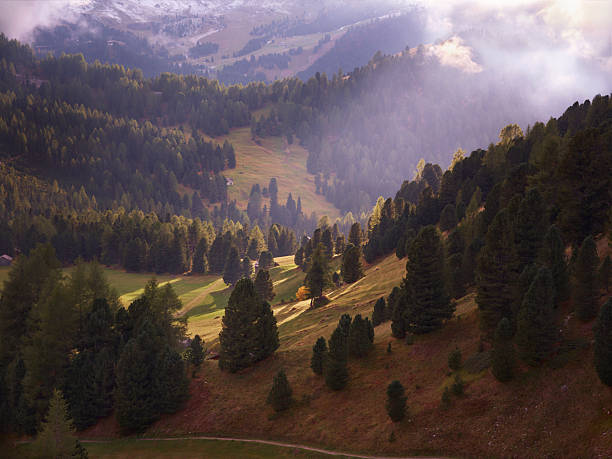 Scenic alpine landscape with rolling hills covered in pine trees, illuminated by soft morning sunlight and light mist. Photographed in medium format.