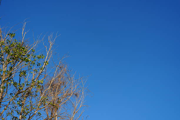trees and plants