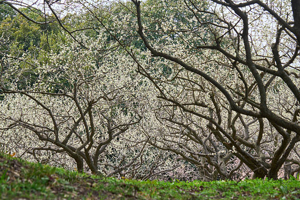 [Souri Pond] A plum grove in full bloom seen from a low angle.