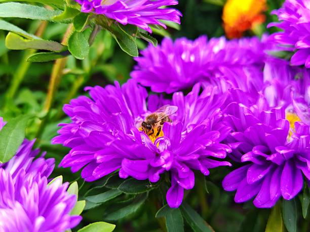 Bee on flower in summer. bee on a flower in summer