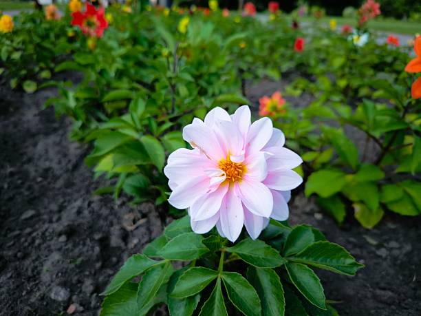 white flowers in the garden. a white flower in a flower bed in summer