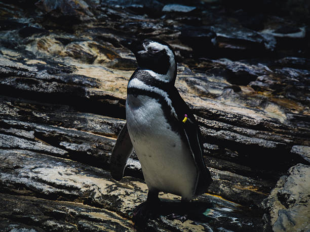 A solitary Humboldt penguin stands upright on a light-colored rock against the intense turquoise blue of the water at Loro Parque, Puerto de la Cruz, Tenerife, Spain. The composition highlights the contrast of the bird with the bright, dynamic water background, offering a high-resolution image suitable for use in digital encyclopedias, travel blogs, and zoology educational materials
