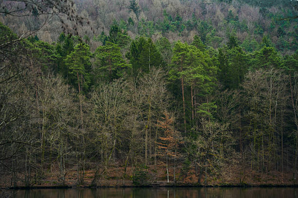 Panoramic view of dense mixed woodland with evergreen pines and leafless deciduous trees covering a hillside. The layered textures and natural color palette highlight seasonal transition in temperate forest.
