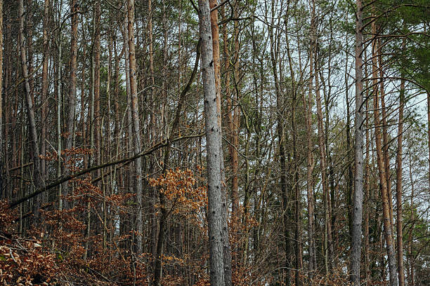 Vertical view of tall pine trees in a dense mixed forest during late autumn. Bare branches and remaining dry leaves create a textured natural background under overcast sky, conveying a quiet and moody woodland atmosphere.