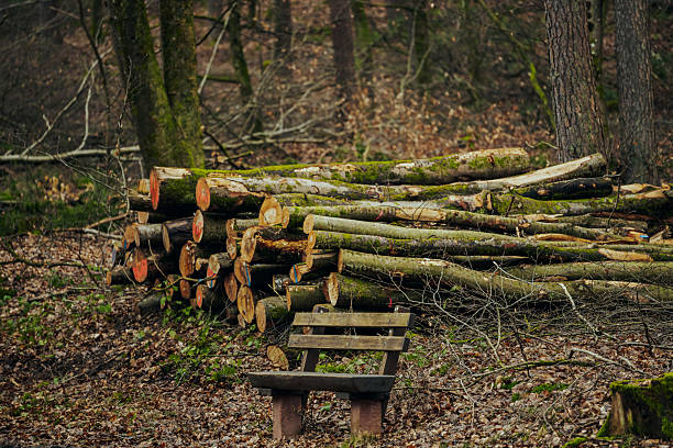 Pile of freshly cut tree logs placed in a forest area with a simple wooden bench in foreground. Scene represents forestry activity and human presence within natural environment.