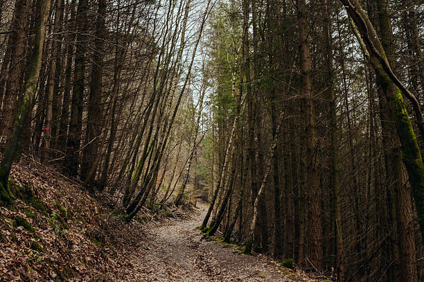 Leaf-covered hiking path winding through dense mixed forest with tall pine and birch trees. Soft natural light creates depth and peaceful woodland atmosphere.