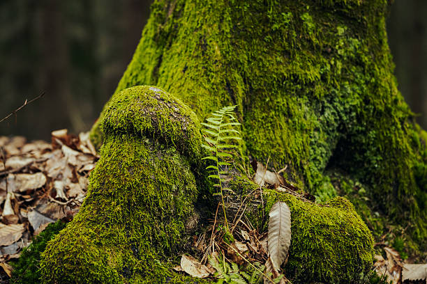 Close-up of moss-covered tree base with small fern growing among fallen leaves in temperate forest. Rich green textures contrast with brown autumn foliage, highlighting biodiversity and forest floor ecosystem.