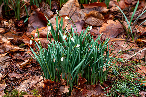 Cluster of delicate white snowdrop flowers (Galanthus) growing through brown fallen leaves on forest floor. Early spring bloom symbolizing renewal, hope and seasonal transition.
