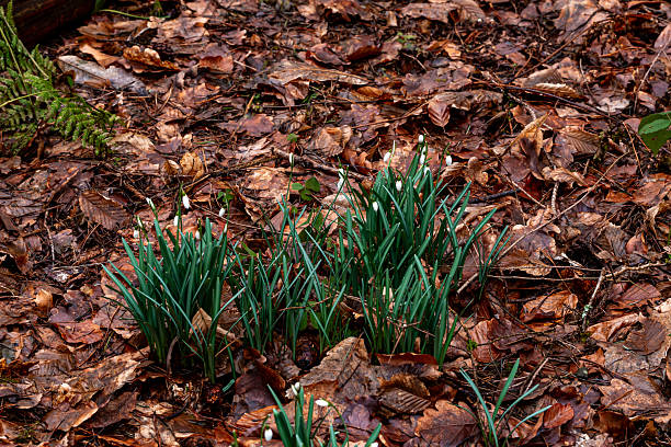Cluster of delicate white snowdrop flowers (Galanthus) growing through brown fallen leaves on forest floor. Early spring bloom symbolizing renewal, hope and seasonal transition.