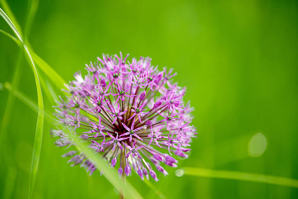 purple allium flower in full bloom against a soft green background. delicate spherical inflorescence with tiny star-shaped petals, captured in natural light. fresh spring or summer garden concept.