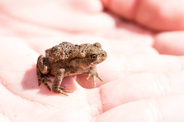 Cute Tiny Brown Toad on child Hand, gentle touch human and nature