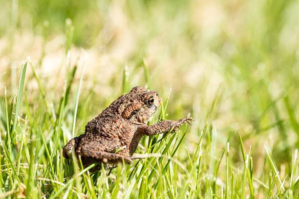 Brown Common Toad in Green Grass, Wildlife Macro Close Up