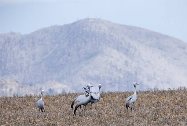 Blue crane beside a lake