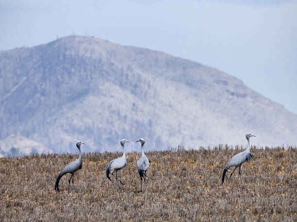 A group of Blue crane birds, an endangered species,  in a field of wheat stubble in the Overberg region of South Africa.