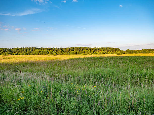 a green field of grass