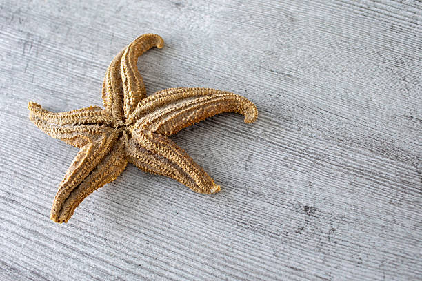 Starfish are classed as echinoderms and are closely related to sea urchins
