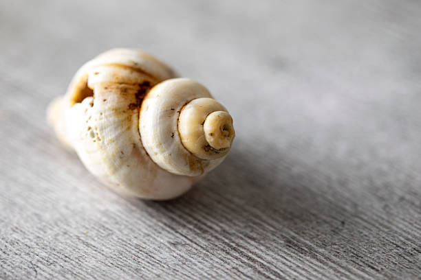 Snail shell on a light-coloured wooden surface