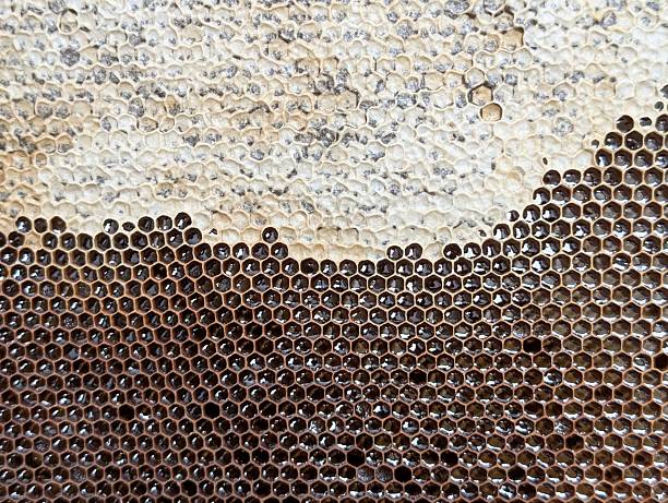 honeycomb texture from small home farm in czech republic