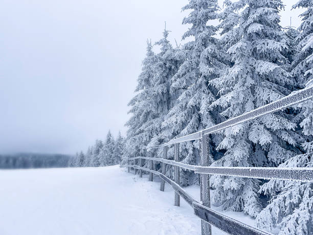 Winter landscape with snow‑covered trees and railing. Peaceful winter landscape featuring snow‑covered trees and a wooden railing leading into the distance. Soft light and a cool color palette create a serene, atmospheric scene ideal for seasonal designs, travel content, and nature photography