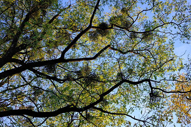 Looking up at a dense tree canopy with bright green and yellow leaves, several parasitic mistletoe clusters, and a clear blue sky.