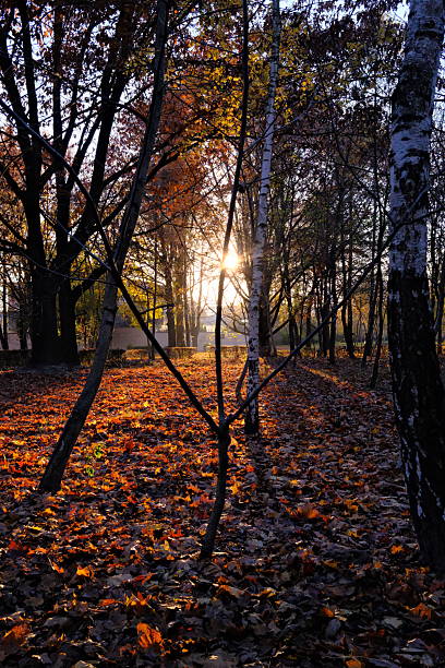 Warm sunlight shines through autumn trees casting long shadows on the ground covered in orange and brown leaves.