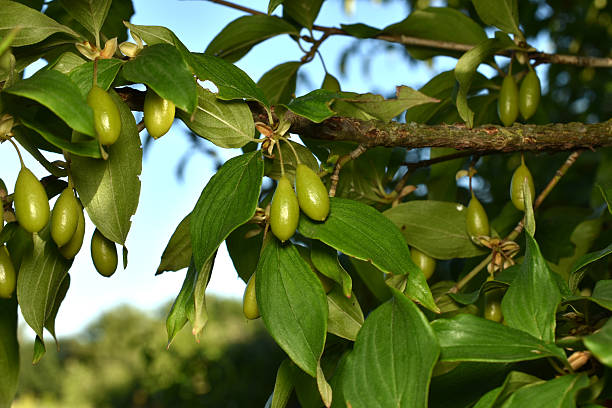 Green fruits ripen on the branches of the dogwood tree.