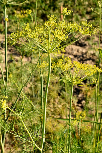 A dill plantation in the garden. Small yellow flowers have appeared on the dill stems.