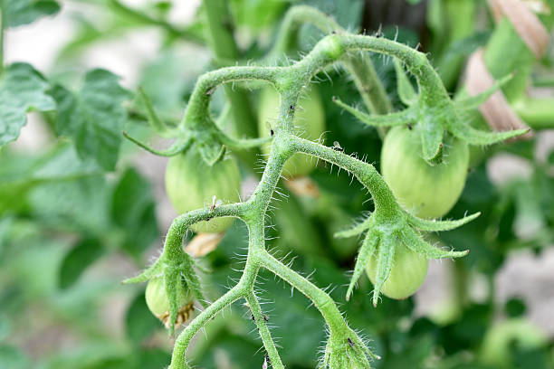 Green tomato ovaries ripen on the branches of a tomato bush in the garden.