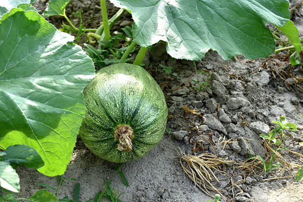 Green pumpkin ripens in the garden.