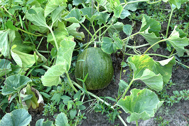 The green melon will ripen in the garden.