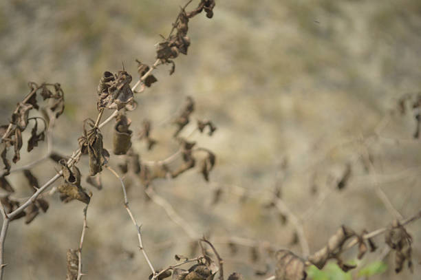 Dry leaves on the branches of a bush. Selective focus.