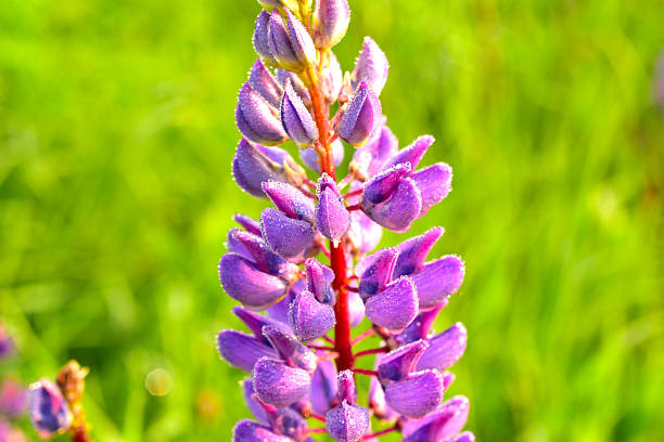Purple lupine flower blooms in a field with green grass.