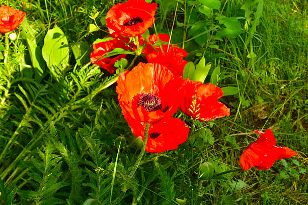 Red poppies bloom against the backdrop of green grass in the field.