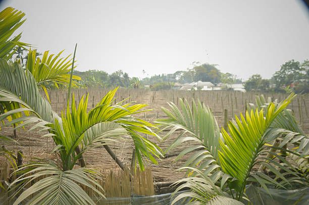 Sunlit tropical palm plantation with tall area (betel nut) trees, dense under story vegetation and a simple wire fence bordering a rural field; evokes calm, nature, agriculture and countryside life.