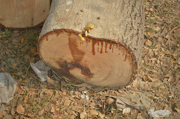 Wide View Of Fallen Tree Trunk With Dry Branches And Leaves Lying On Park Ground, Showing Bark Texture, Shadows, And Natural Debris, Suggesting Tree Removal Or Wind Breakage. Concept: Urban Forestry, Maintenance, Ecology, Dry Season, Background.