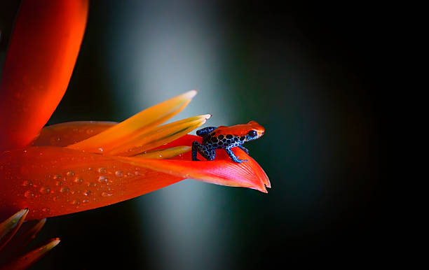 A Ranitomeya reticulata, also known as the red-backed poison frog, rests on a delicate flower, its vivid crimson back glowing against the soft petals. Intricate black reticulated patterns trace across its body, creating a striking contrast with the vibrant bloom beneath it. Tiny, precise toes cling to the edges of the flower, while its alert posture and glistening skin reflect the filtered light of the rainforest. The scene captures the frog’s jewel-like brilliance, a small but dazzling presence amid the lush, colorful tapestry of the jungle.