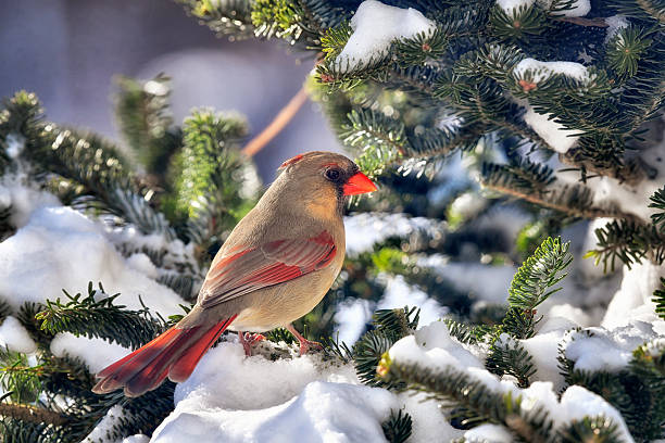 A female Northern cardinal rests quietly on a snow-covered Douglas fir branch, her warm, muted brown feathers tinged with soft red accents that stand out against the pristine white of winter. Tiny claws grip the icy branch with delicate precision, while her alert eyes scan the snowy landscape. Frost-laden needles sparkle gently in the soft morning light, framing the bird in a serene, peaceful scene that captures the subtle beauty and quiet resilience of winter wildlife.