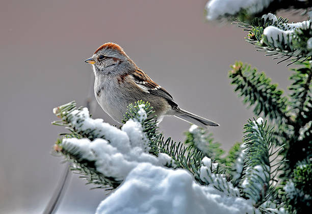 An American tree sparrow perches quietly on a snow-covered Douglas fir branch, its warm brown and gray plumage accented with subtle rufous tones on the crown and wings. Tiny claws grasp the icy twig with careful balance, while its small, dark eyes scan the serene winter landscape. Frost-laden needles glisten in the soft morning light, and a delicate dusting of snowflakes clings to the branch, framing the bird in a peaceful, quietly vibrant scene of cold-season woodland life.