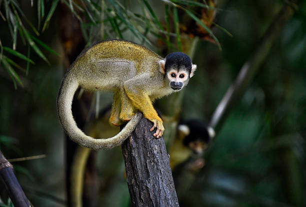 istock Closeup of a wild Peruvian Squirrel monkey resting on a tree stump 2263134967