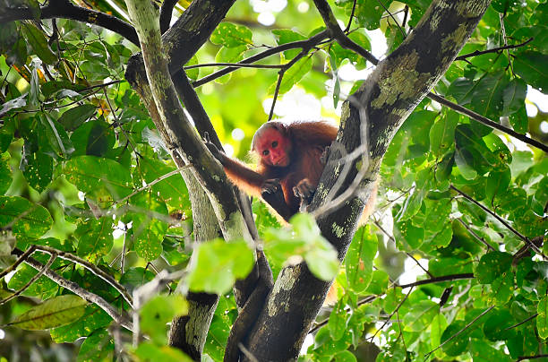 A wild, vulnerable bald (red) uakari monkey perches atop a treetop branch in the heart of the Amazonian jungle, its striking crimson face glowing vividly against the lush green canopy. Thick, shaggy fur drapes over its body, contrasting with the smooth, bare skin of its head, while keen, dark eyes scan the surrounding foliage with quiet vigilance. Powerful limbs and a firm grip on the branch reveal its arboreal agility, as sunlight filters through the dense leaves, highlighting the dramatic colors and textures of this rare and charismatic primate.