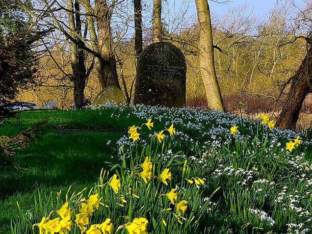 Daffodils in the Spring