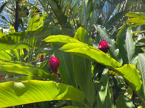 Red Ginger in between large green tropical leaves on the beautiful island of Kauai