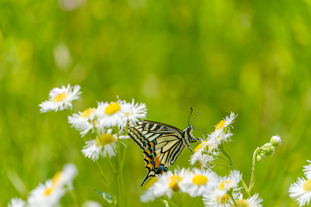 An elegant swallowtail butterfly feeding on small white flowers in a lush green field under bright daylight.