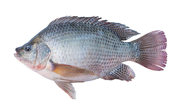 An Asian senior woman is cleaning raw fish in the kitchen.