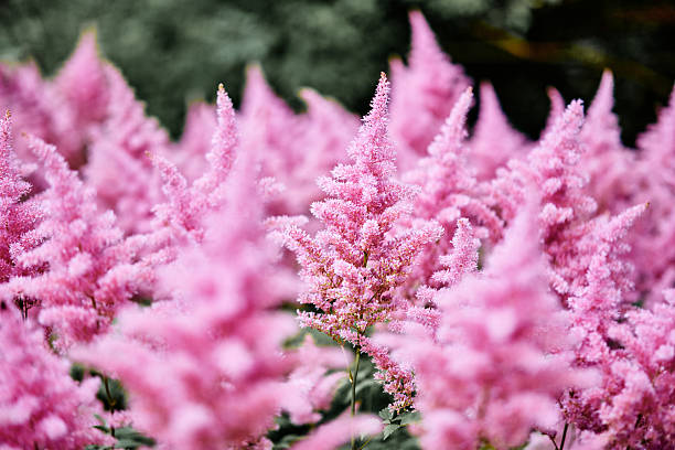 Close-up view of vivid pink astilbe flowers growing densely in outdoor garden with soft natural light and blurred green foliage background