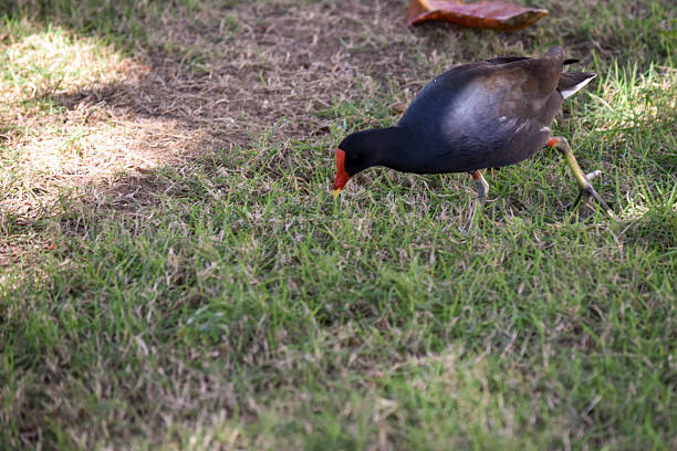 Common Moorhen Walking on Green Grass