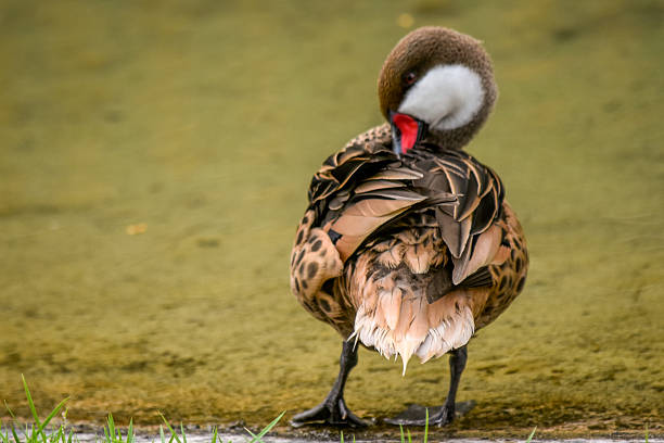 Spotted Whistling Duck Standing by Lakeshore