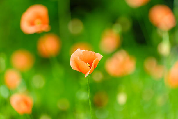 A single, delicate orange poppy flower stands tall against a beautifully blurred green background with soft light circles.